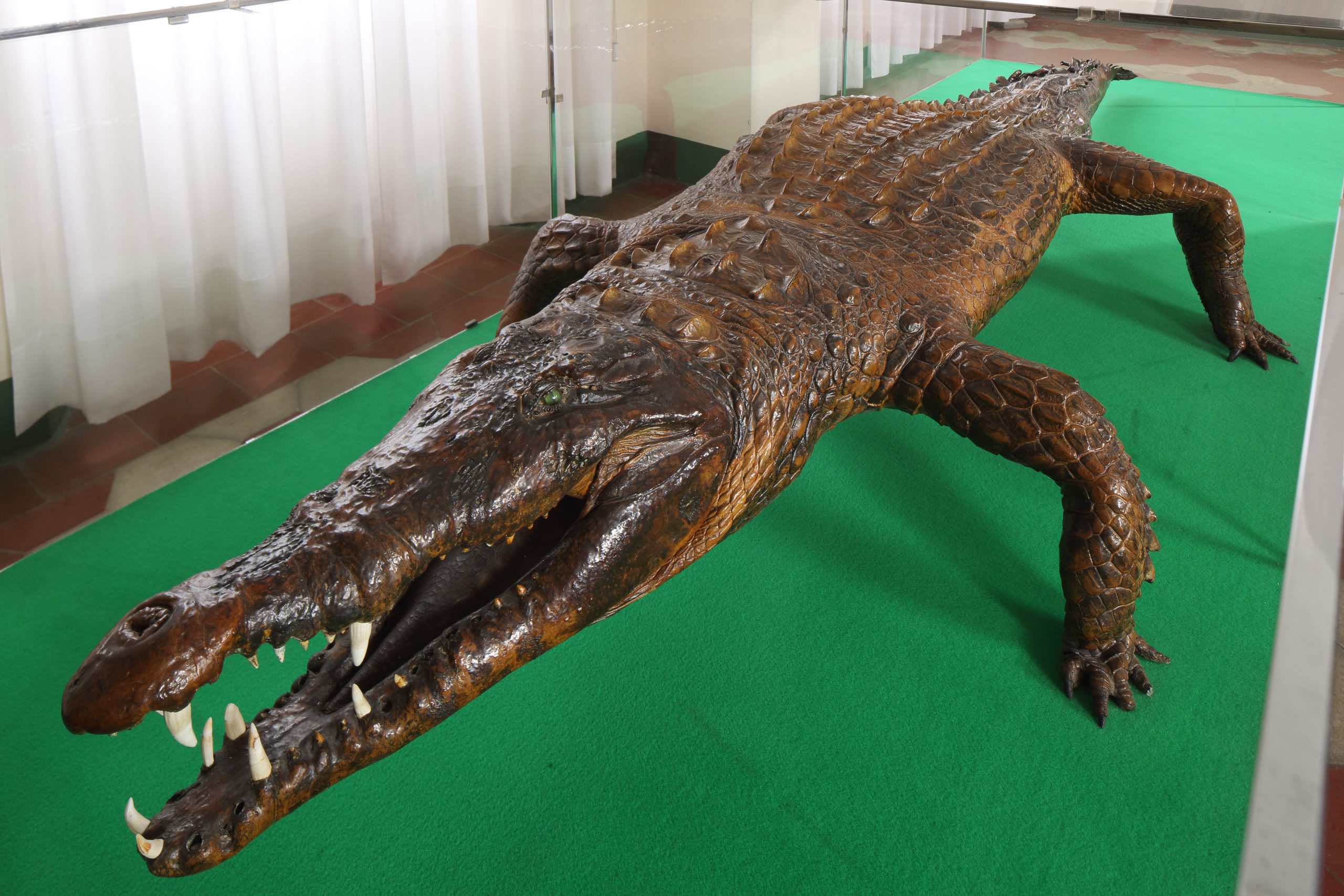 Il Museo di Storia Naturale Collegio Alberoni