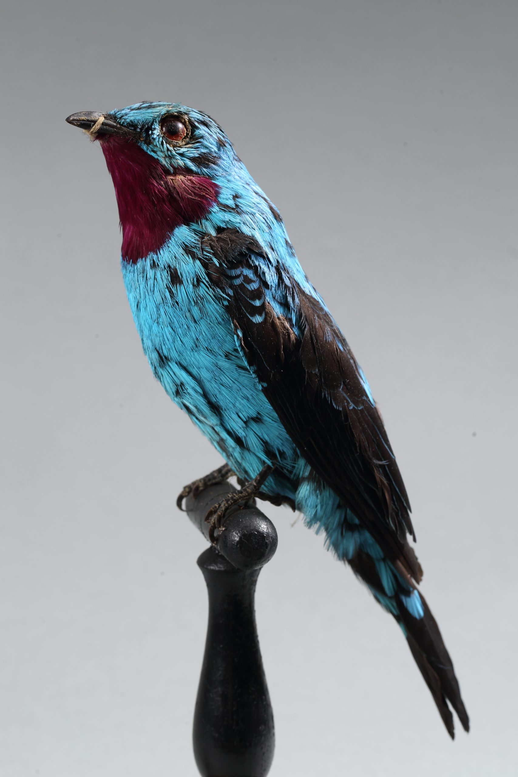 Il Museo di Storia Naturale Collegio Alberoni